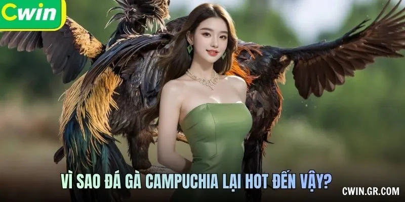 Vì sao đá gà campuchia lại hot đến vậy?